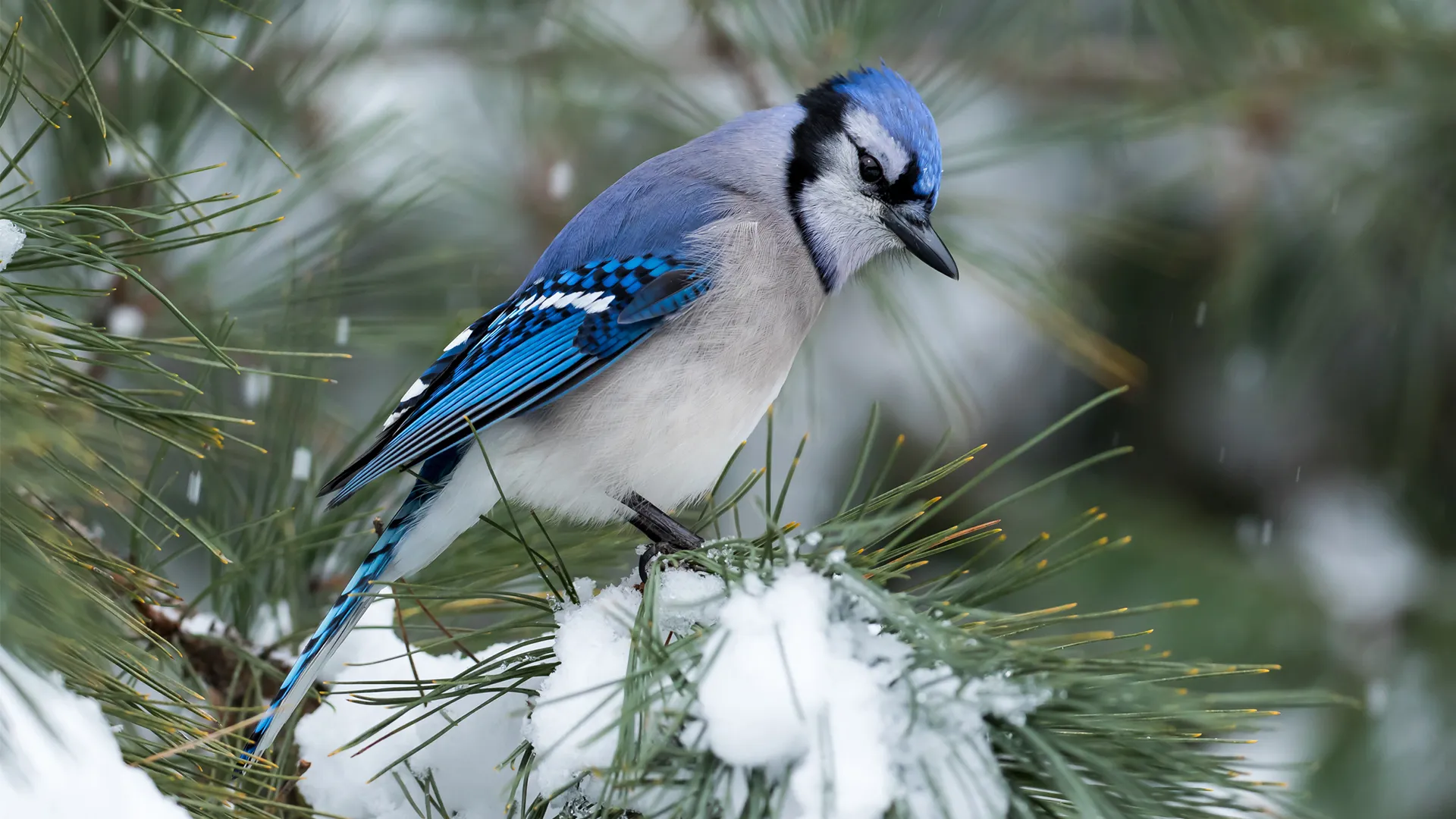 My First Two Christmas Bird Counts of 2020