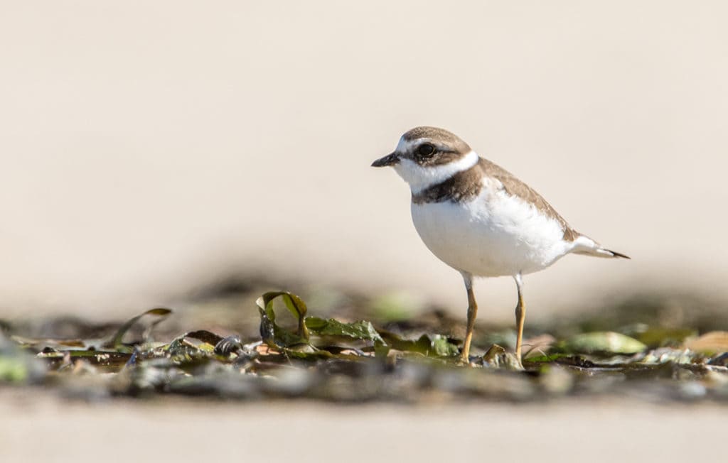 Four Consecutive Days of Birding in Oregon