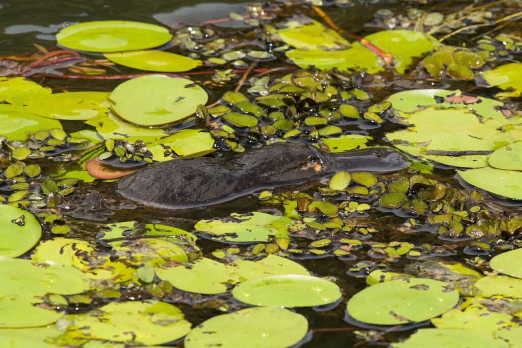 10 Great Places to See Wildlife in Australia Responsibly