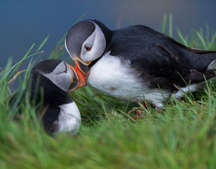 Birds of Iceland: An Introductory Guide