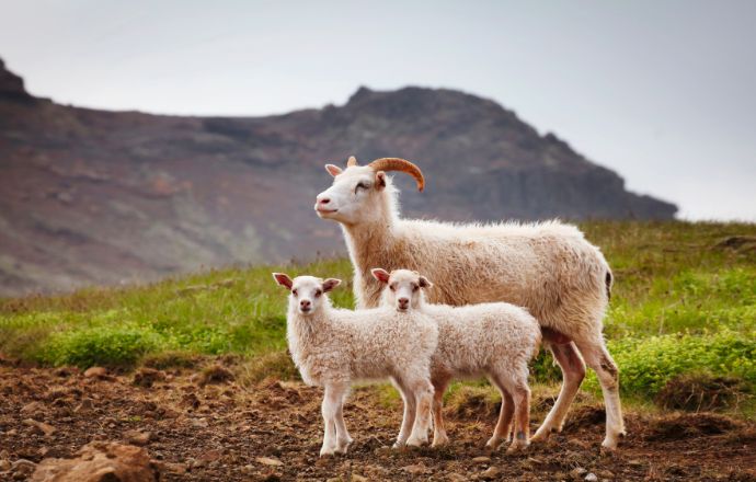 Animals In Iceland: A Guide to 25 Domesticated & Wild Species