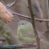 Ruby-crowned Kinglets Eat Bananas!